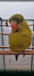 Berg parkiet koppel, Meerdere dieren, Parkiet, Pratend