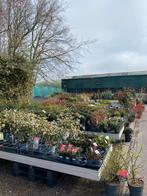 Tuincentrum aan huis - Bij Betty's Greenhouse Sappemeer, Ophalen
