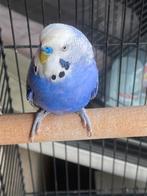 Vogels, Meerdere dieren