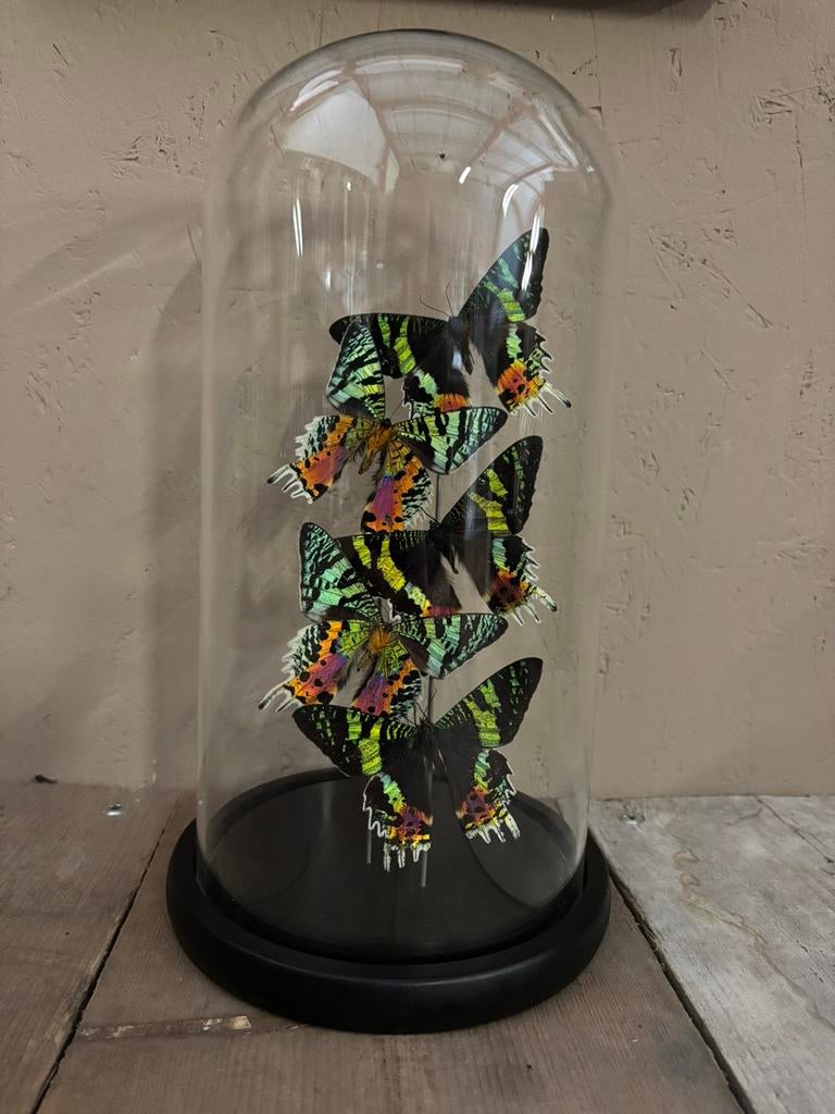 Mooie stolp met 5 vlinders (Urania Ripheus), Ophalen of Verzenden, Nieuw, Insect, Opgezet dier