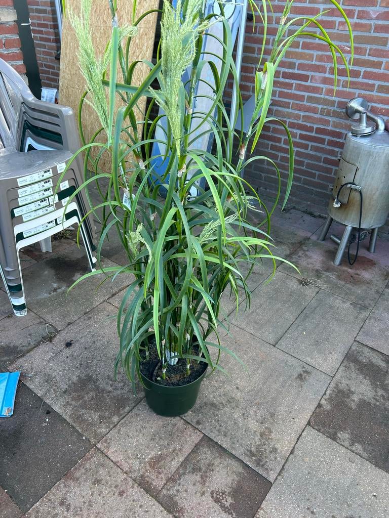 Nieuwe kunstplant, perfect voor binnen of buiten, Ophalen of Verzenden, Nieuw, Binnen