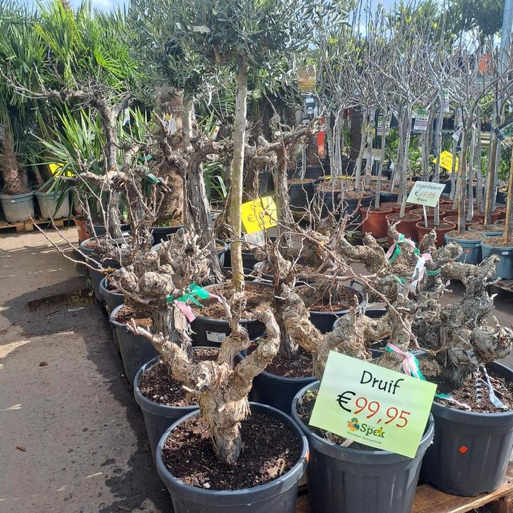 Palmen, oude druiven, vijgenbomen en yucca rostrata, Tuin en Terras, Planten | Tuinplanten, Overige soorten, Volle zon, Ophalen