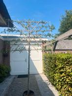 Leilinde, leibeuk, Leilaurier Leiamberbomen enz, Ophalen of Verzenden, Zomer, In pot, Volle zon