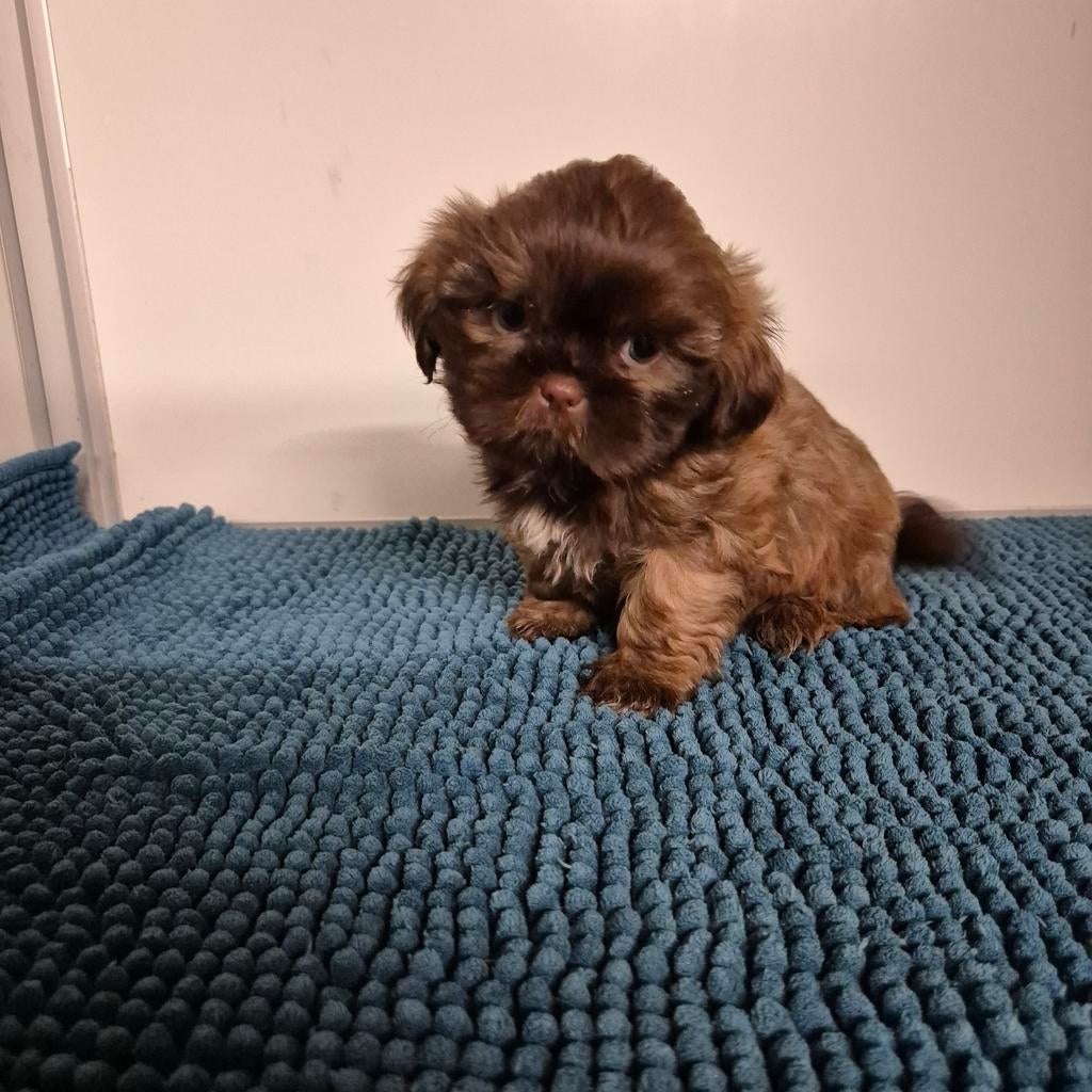 unieke kleuren raszuivere shih tzu pups, Dieren en Toebehoren, Honden | Chihuahua's en Gezelschapshonden, Overige rassen, 8 tot 15 weken
