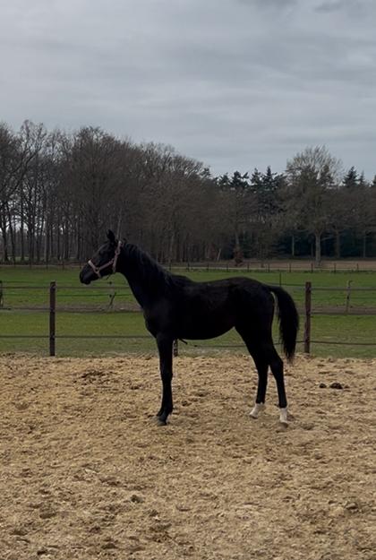 Dressuur talent KWPN Lamborghini x Guardian S merrie, Merrie, Minder dan 160 cm, Dressuurpaard, 0 tot 2 jaar