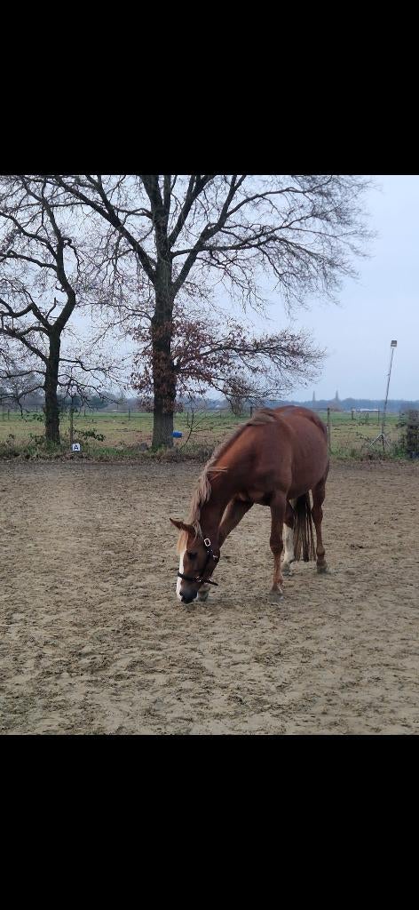 Mooie merrie, Dieren en Toebehoren, Merrie, Met stamboom, Dressuurpaard, Zadelmak
