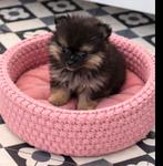 Pomeranian pupjes 3 teefjes, Dieren en Toebehoren, Parvo, Overige rassen, 8 tot 15 weken, Meerdere