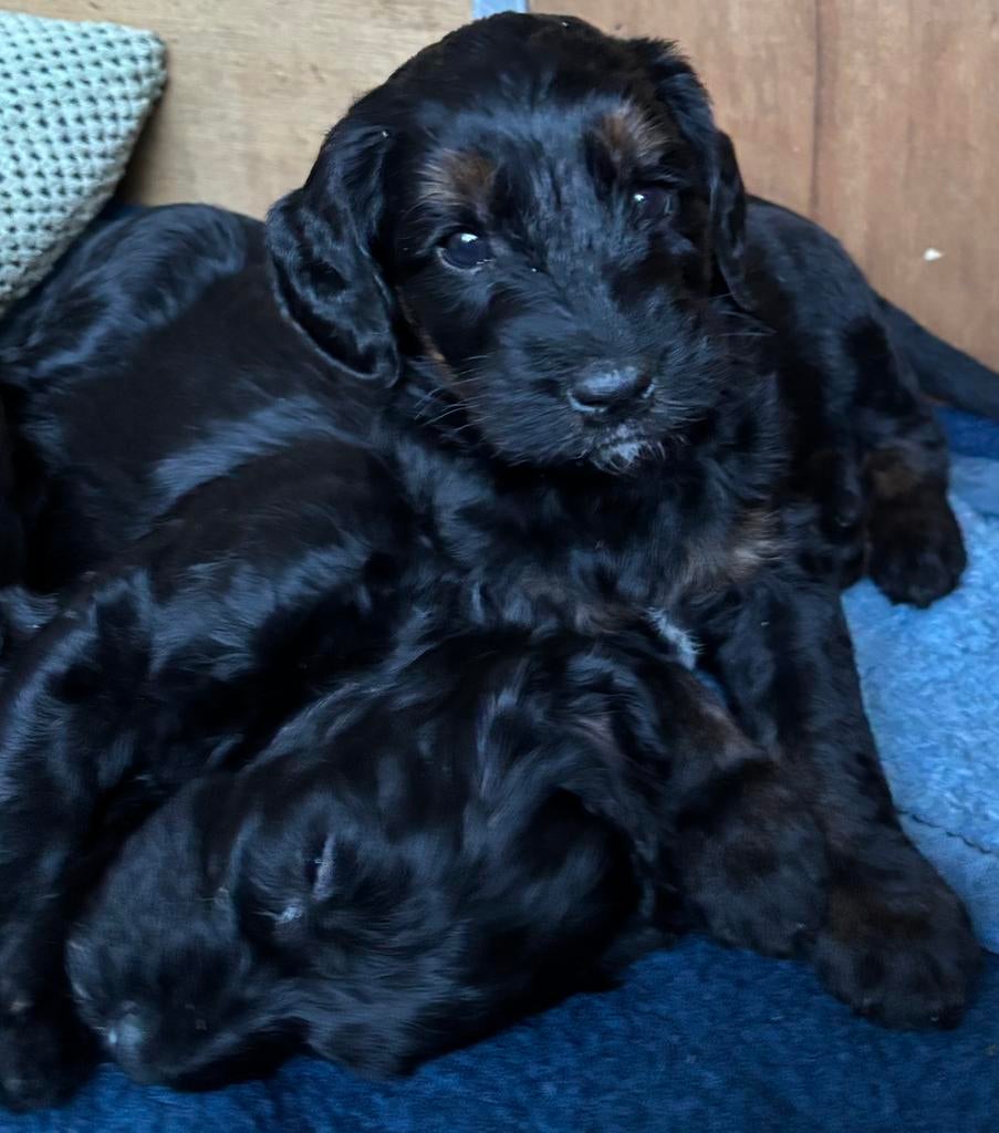 Prachtige Australian labradoodles (9 reutjes beschikbaar), 8 tot 15 weken, Parvo, Meerdere, Meerdere dieren