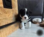 5 prachtige border collie pups, Dieren en Toebehoren, 8 tot 15 weken, Parvo, Meerdere, Meerdere dieren