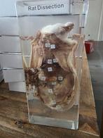 Opgezette rat taxidermie opgezette dieren in hars, Verzamelen, Dierenverzamelingen, Ophalen of Verzenden, Vogel, Opgezet dier