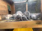 5 schattige grijze konijntjes te koop. Mogen weg op 14-3 🐰, Dieren en Toebehoren, Konijnen, Meerdere dieren, Dwerg, Hangoor