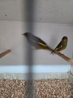 Groenling mannen, Mannelijk