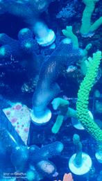 Stylopora stekken, Overige typen, Zoutwatervis