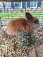 Gecastreerde ram, konijn, Dieren en Toebehoren, Mannelijk, 0 tot 2 jaar