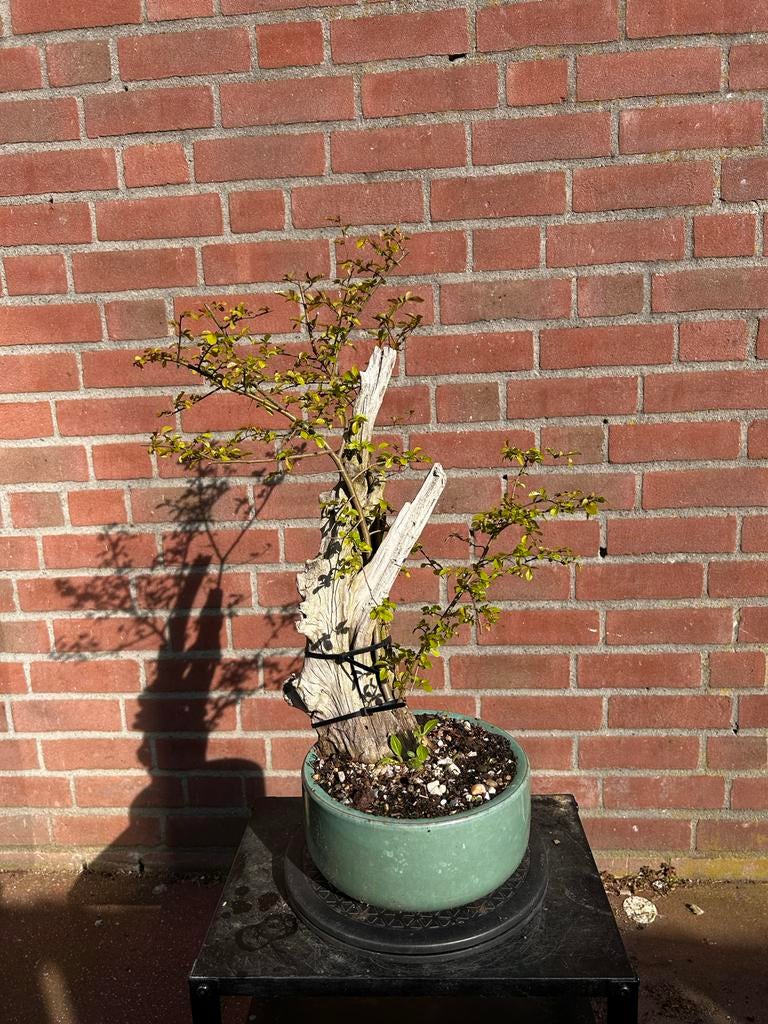 Tanuki Bonsai Japanse elm, Volle zon, Vaste plant, Bloeit niet, Ophalen