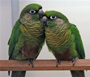 Pyrrhura frontalis ( bruinoor), Dieren en Toebehoren, Vogels | Parkieten en Papegaaien, Vrouwelijk, Parkiet, Geringd