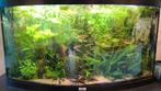 Stekken diverse aquariumplanten, Ophalen, Nieuw, Plant(en), Steen of Hout