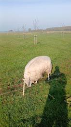 Dekram texelaar, Dieren en Toebehoren, Schapen, Geiten en Varkens, Mannelijk, Schaap