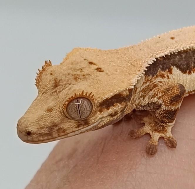 Wimpergekko Lilly white poss 0.1