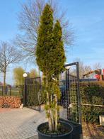 Thuja snaragd meerstam 300 cm hoog €199,00, Ophalen of Verzenden, Bloeit niet, Volle zon, Overige soorten