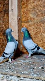 Takla Duiven, Meerdere dieren, Postduif