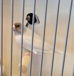 Gezocht koppeltje zwartkop of roodkop, Meerdere dieren, Tropenvogel, Geringd