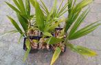 6x Trachycarpus nova, snel groeiende palm, winterhard, Ophalen of Verzenden, Overige soorten, Volle zon
