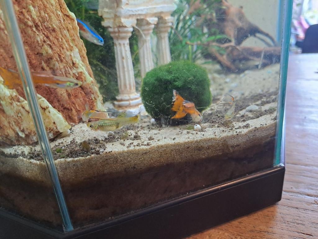 Guppy mannetjes, Vis, Zoetwatervis