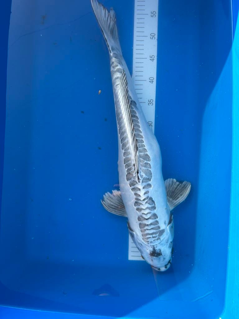 Doitsu gin matsuba 56cm, Dieren en Toebehoren, Karper of Koi