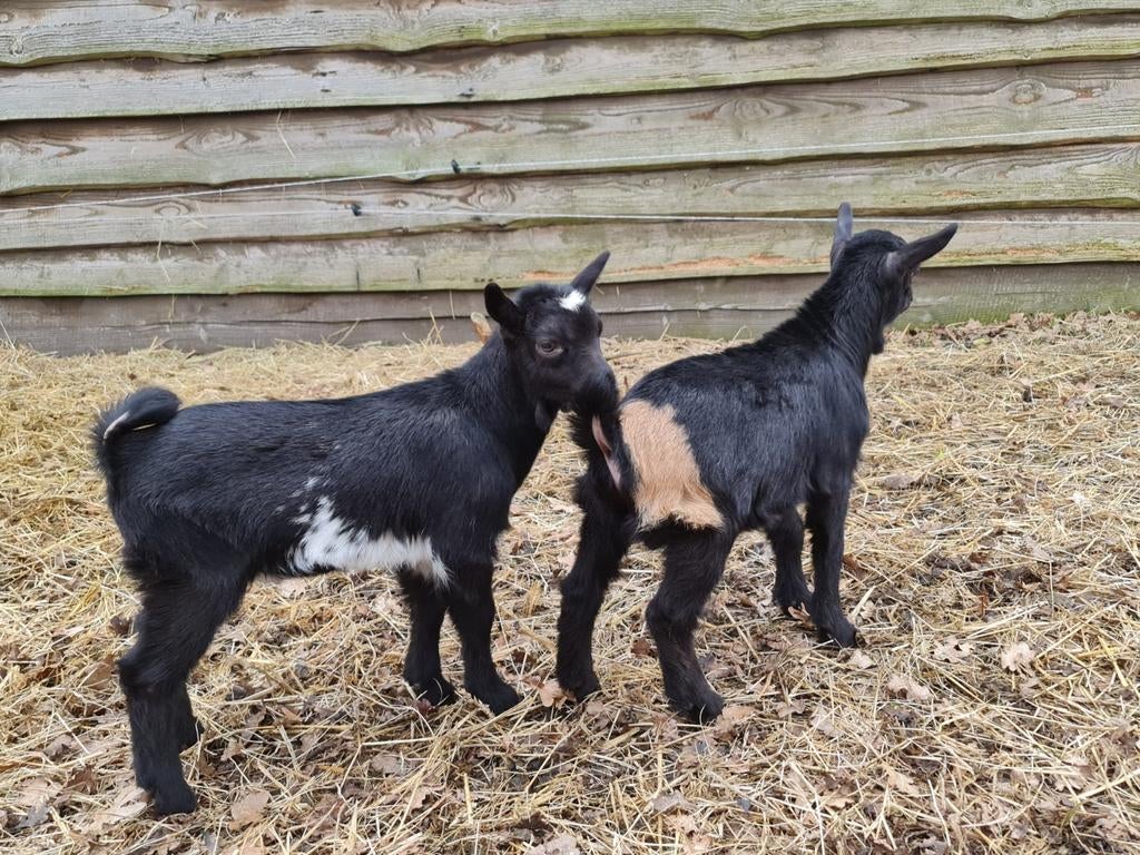 Dwergbokjes, Dieren en Toebehoren, Mannelijk, Geit, 0 tot 2 jaar