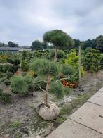 Pinus Nigra Nigra Tuinbonsai - Japanse Stijl vanaf €150,, Ophalen of Verzenden, Bloeit niet, Overige soorten, Volle zon