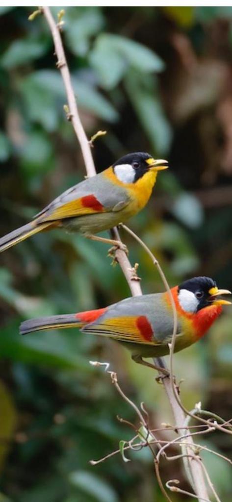 Zoek nog een zilveroor man, Dieren en Toebehoren, Mannelijk