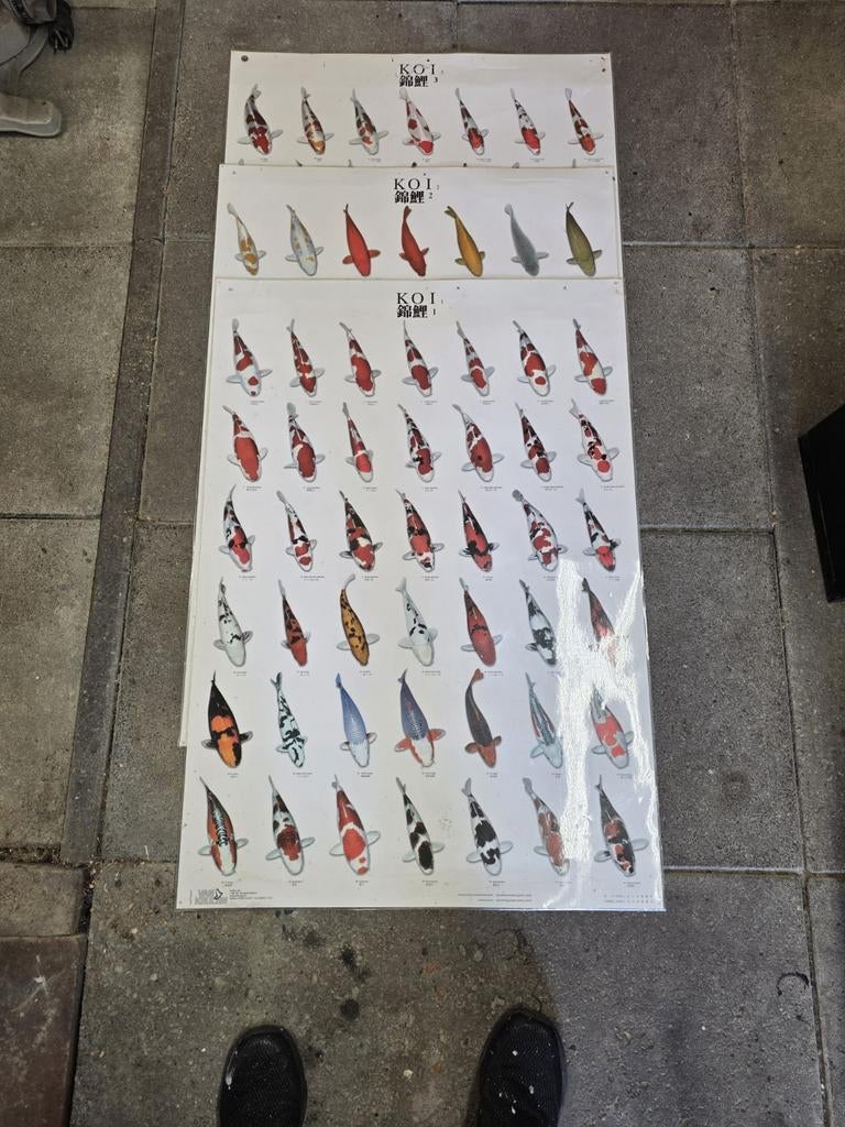 Koi karpers vissen posters, Ophalen, Deurposter of groter, Dier of Natuur, Rechthoekig Staand