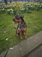 Bully-xl & rottweiler, Dieren en Toebehoren, 15 weken tot 1 jaar, Eén hond, Nederland, Particulier