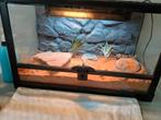 Te koop Terrarium voor kleine hagedissen of insecten, Ophalen, Zo goed als nieuw, Terrarium of Paludarium