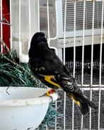 Zwarte sijzen, Dieren en Toebehoren, Vrouwelijk