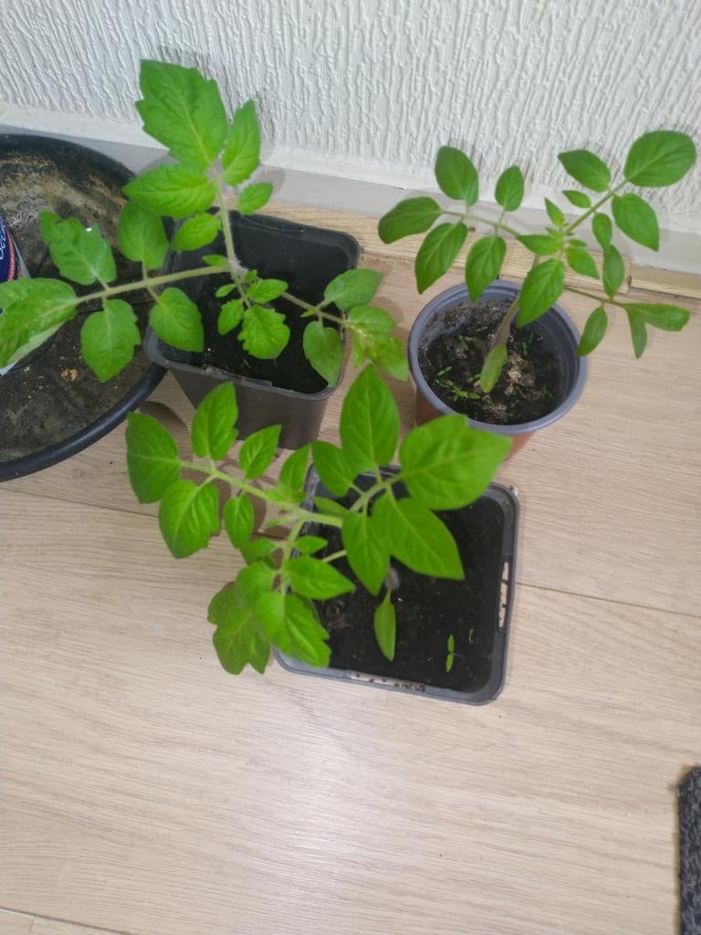 Snoep tomaten planen, Ophalen of Verzenden, Volle zon