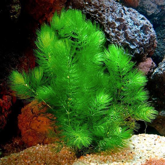 Zuurstof planten helpen groene vijver voorkomen, VIJVERPLANT, Tuin en Terras, Planten | Tuinplanten, Ophalen of Verzenden, Overige soorten