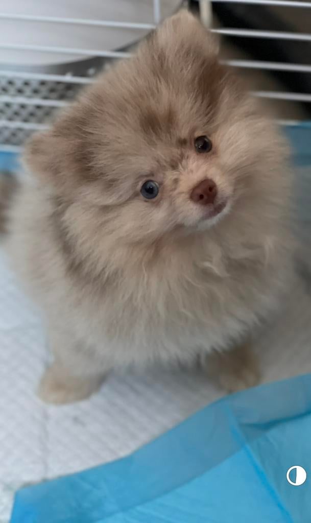 Nieuwe huisje gezocht voor  raszuiver pomeranian pomeriaan, Parvo, Overige rassen, Teef, Meerdere