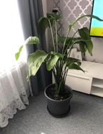 Plant (Strelitzia), Ophalen, Halfschaduw