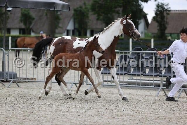 Enter merrie xxl pony en 4 jarige dressuur hengst., Dieren en Toebehoren, Paarden, Merrie, Onbeleerd, Met stamboom, 0 tot 2 jaar