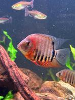 3 heros severum : 2 rotkeils en 1 turquoise, Vis