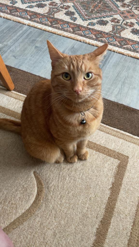 Lieve 1,5 jarige rode gecastreerde gechipte kat, Dieren en Toebehoren, Katten en Kittens | Overige Katten, Kater, 0 tot 2 jaar