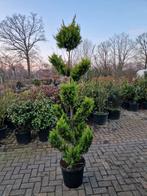 Cupressus Goldrider Bonsai - Unieke Vorm coniferen, Overige soorten, Volle zon, Vaste plant, Ophalen of Verzenden