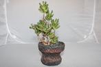 crassula ovata, Huis en Inrichting, Vetplant, Ophalen of Verzenden, Minder dan 100 cm, Volle zon