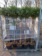 Laurus Nobilis op stam - Eetbare Laurier, Tuin en Terras, Ophalen, Volle zon, Vaste plant, Bloeit niet