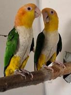 Roestkop caique koppel 2020, Dieren en Toebehoren, Meerdere dieren, Papegaai