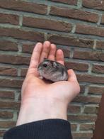 Russische, roborovski en campbelli dwerghamsters. BELGIË, Januari, Meerdere dieren