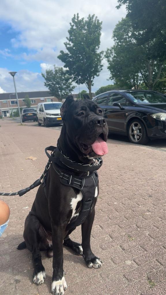 Cane corso, Reu, 1 tot 2 jaar, Parvo, Eén hond