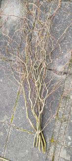 Paastakken, Tuin en Terras, Planten | Bomen, Ophalen, Bloeit niet, Volle zon, Overige soorten